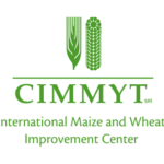 CIMMYT International